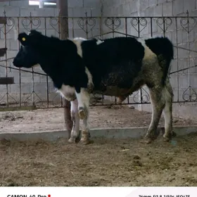 Galişdeýin göleler