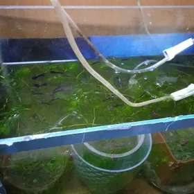 гуппи черный принц