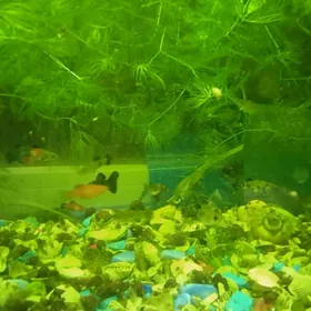 моллинезия