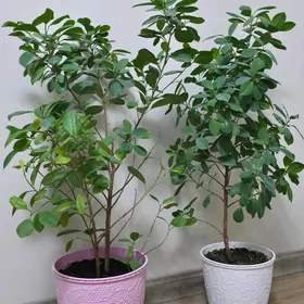 Фикус Микрокарпа