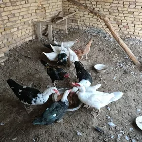 мусгус ордек