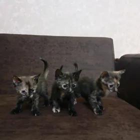 котята(девочки)