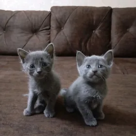 котята.(мальчик и девочка)