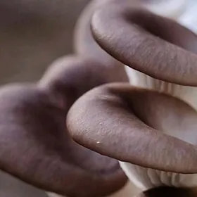 Komelek - грибы