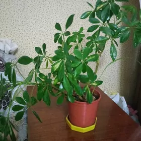 домашние цветы