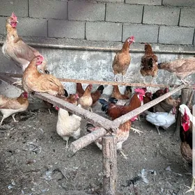 туркмен товуклары