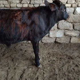 OĶÜ ŞWES TOHIM MAL  2 SANI