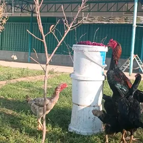 GULİBER Taşkent ýumurtga