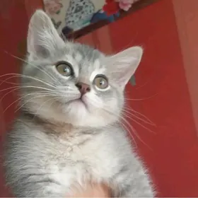 Шотландский шиншилла