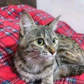 Кошечка в добрые руки