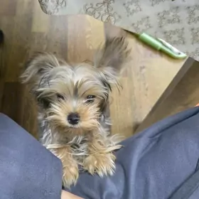 ирский терер