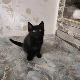 отдам в добрые руки котёнка