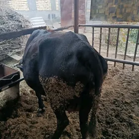 инек богаз хожеги билен