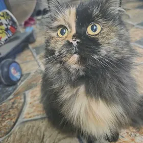 необычная кошка