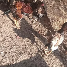 Baysok katys broller