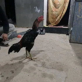 парода хораз