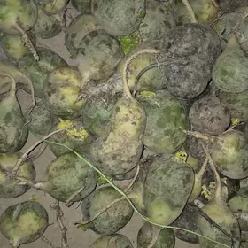 turp siveçi. malara