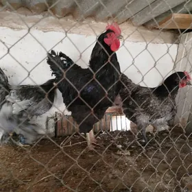 yumurtga towuk Gigant Jersi