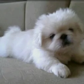 ПЕКИНЕС МАЛЬЧИКИ