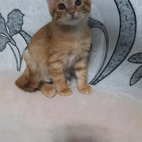 очень умный рыжик.