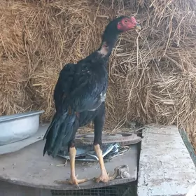 german (SHAMO vs AZIL)