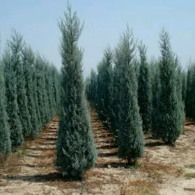 tuya, orizona, zolatistiy,