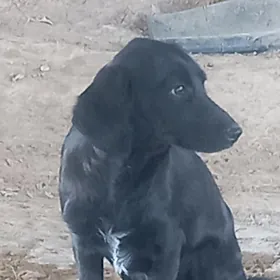 Yas  LOBRADOR  paroda