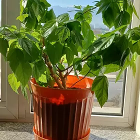 комнатные растения