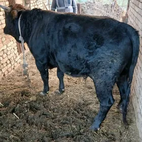 Bakylan oBakylan öküz