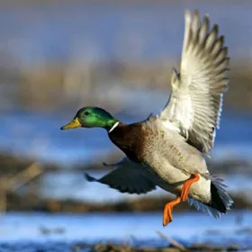 Dikiy ordek, gaz,towşan, alýas