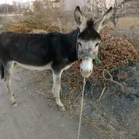 Eşek сани Кен