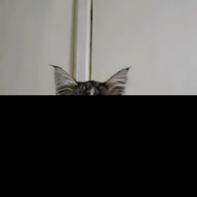 paroda garyşan pişijigim