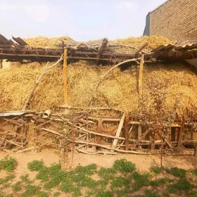 елде орулан мал оты йорунжа