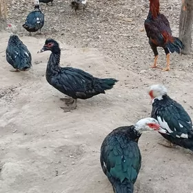 ördök induwutga etiŝen