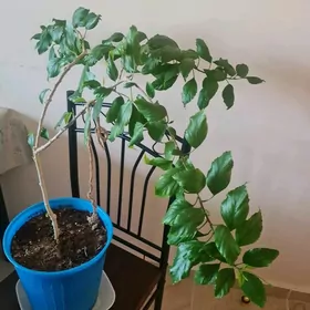 гибискус шизопеталус