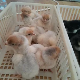 wiandot, arpinkton jujeler