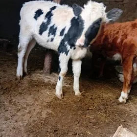 galysdenyın sımeltan