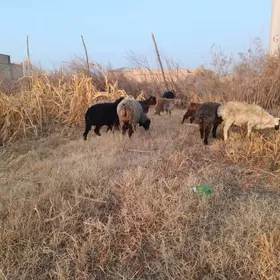 koç we serke owlaklar