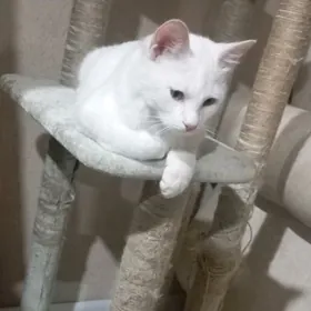 котик в добрые ручки