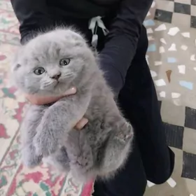 чистокровные шотландские котят