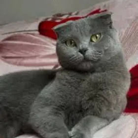 Шотландский вислоухий