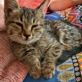 ОТДАМ КОТЕНКА В ДОБРЫЕ И НАДЕЖ