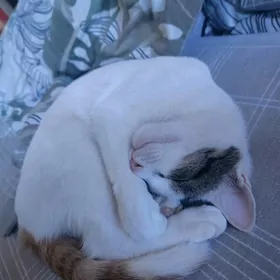 pişijek ýitdi/ пропала кошечка