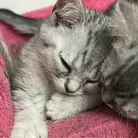 шотландская шиншила