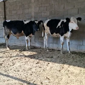 Golişdeÿin öküz tüwe