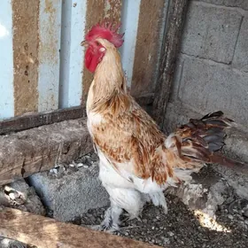 horaz петух altyn