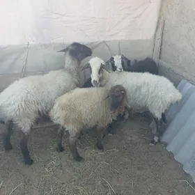 goyun yeri bugdayyly