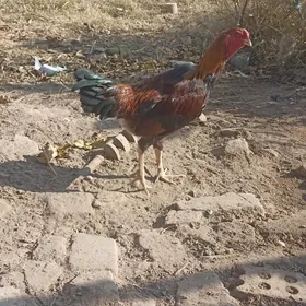 Horaz paroda   troyka horaz