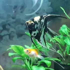 рыбки скалярия