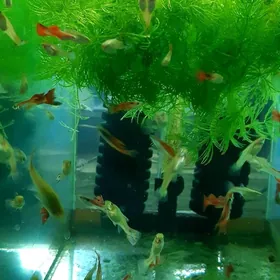 гуппи 3 маната